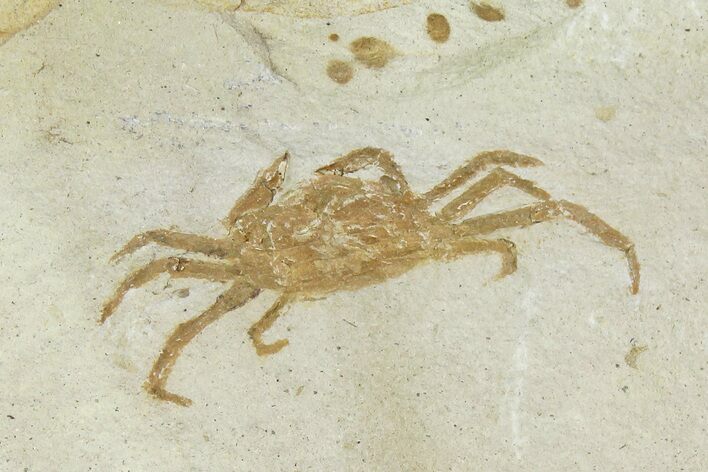 Miocene Pea Crab (Pinnixa) Fossil - California #177010